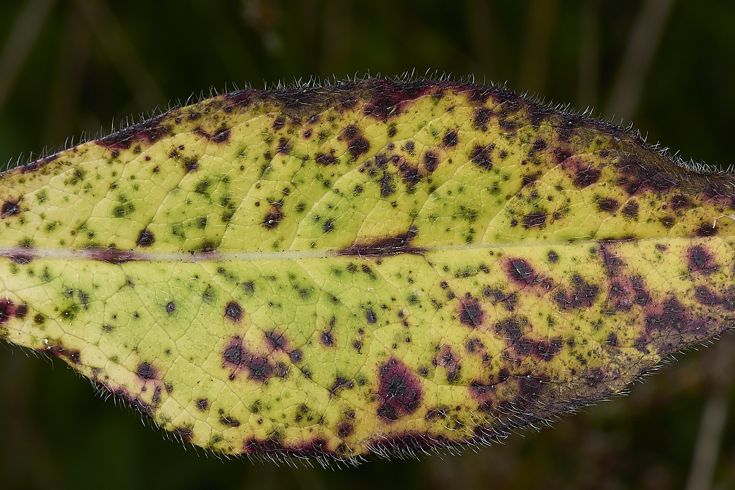 SweetBriarMarshDevil&#39;sBitScabious110724-1