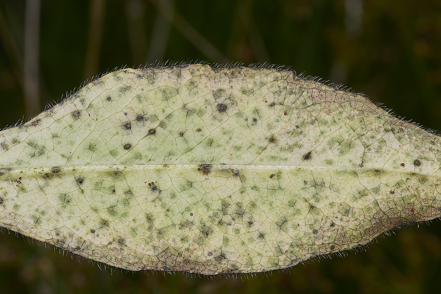 SweetBriarMarshDevil&#39;sBitScabious110724-2