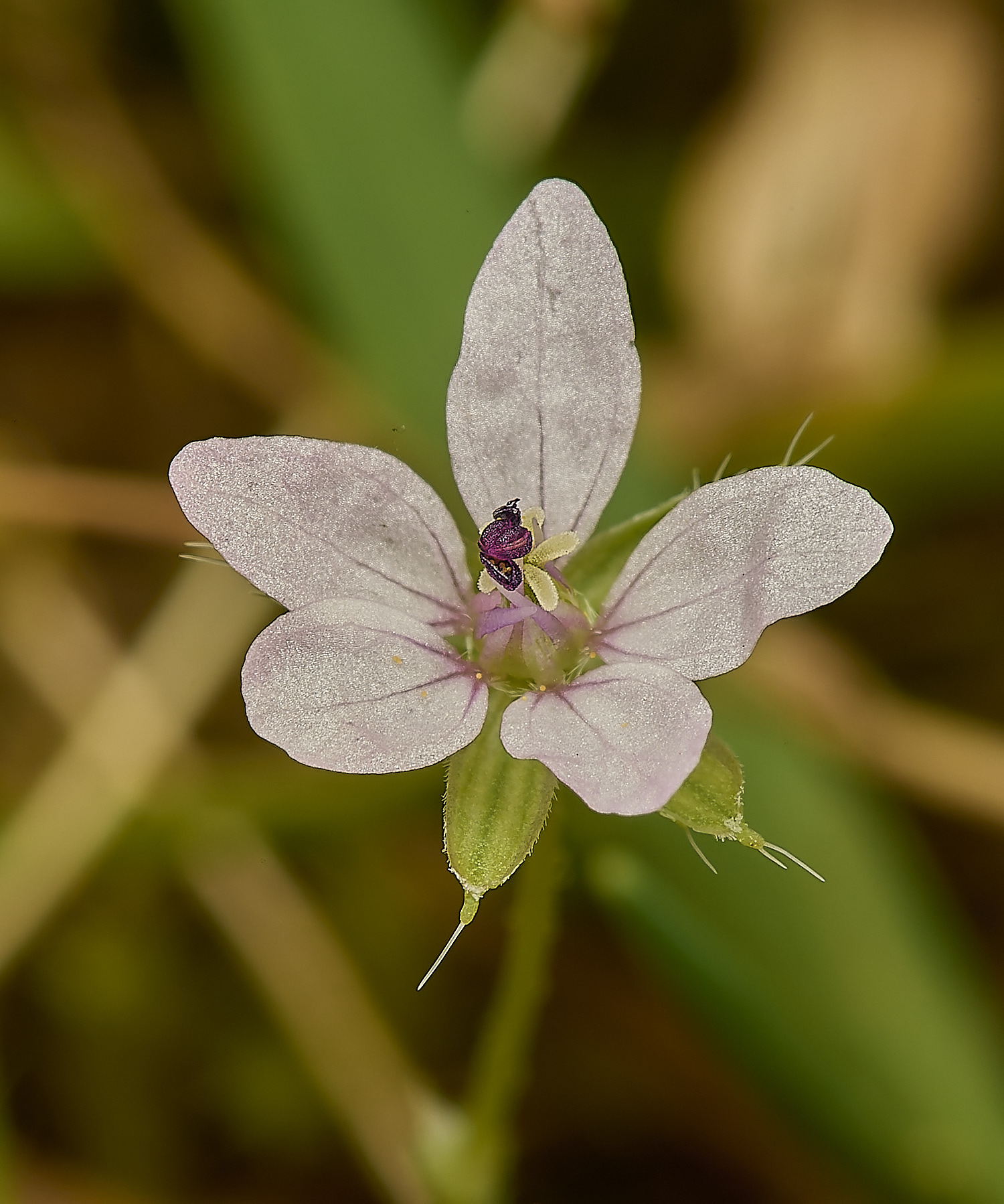 SweetBriarMarshErodium110724-3