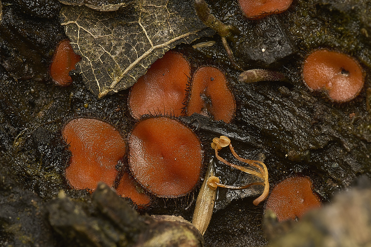 SweetBriarMarshEyelashFungus110724-1