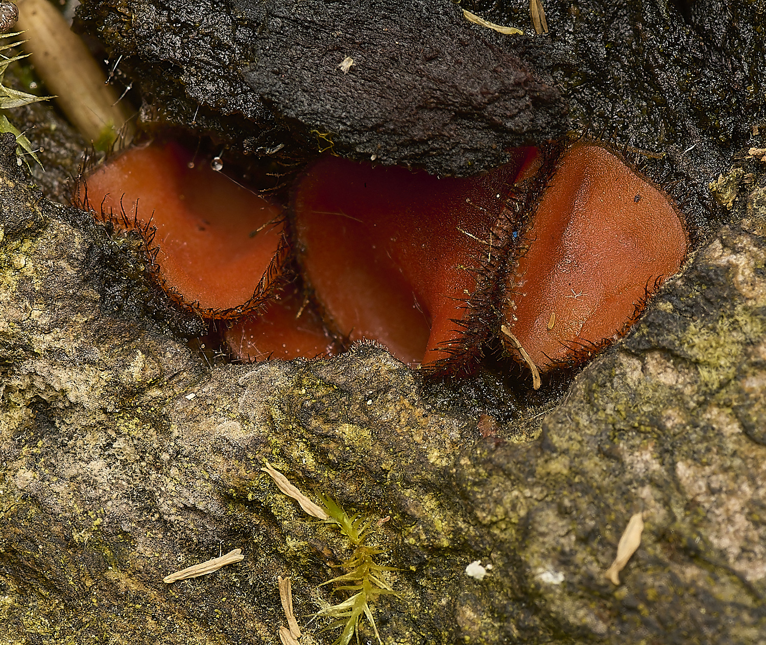 SweetBriarMarshEyelashFungus110724-2