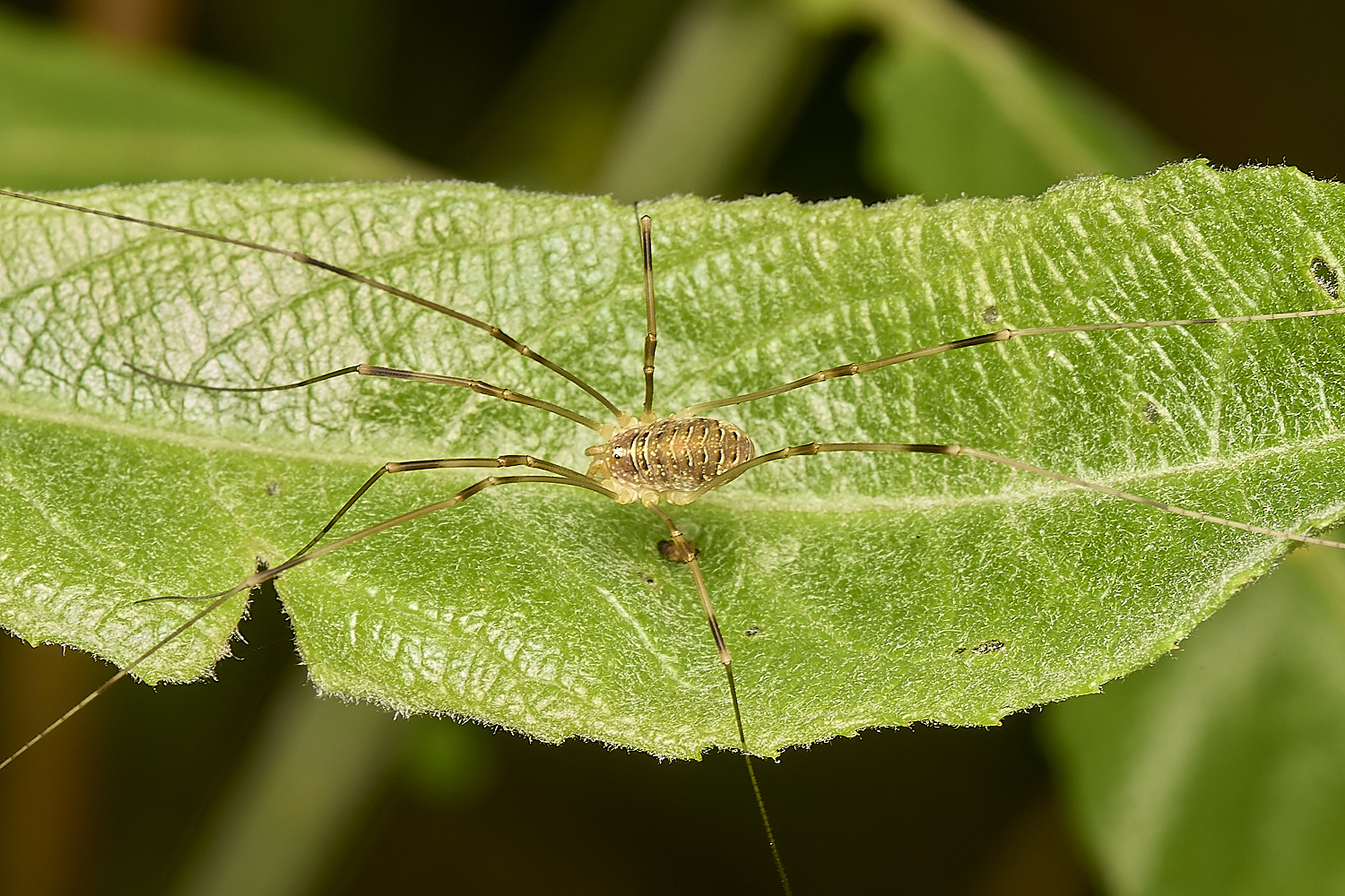 SweetBriarMarshHarvestmen110724-1