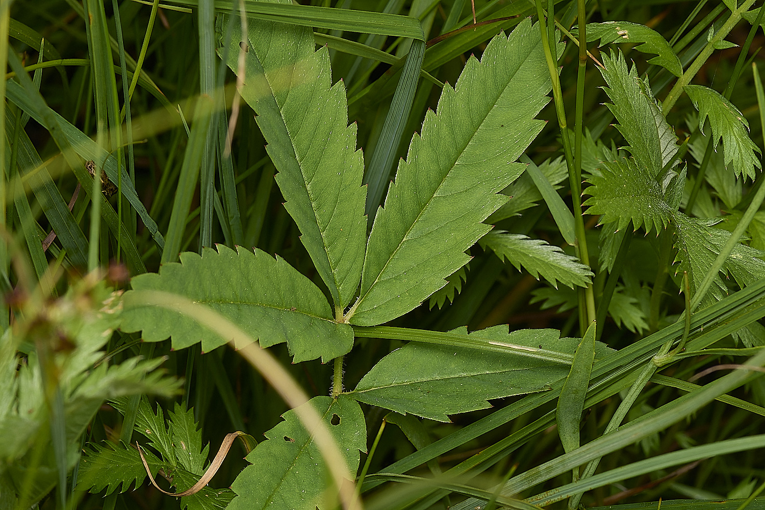 SweetBriarMarshMarshCinquefoil110724-1