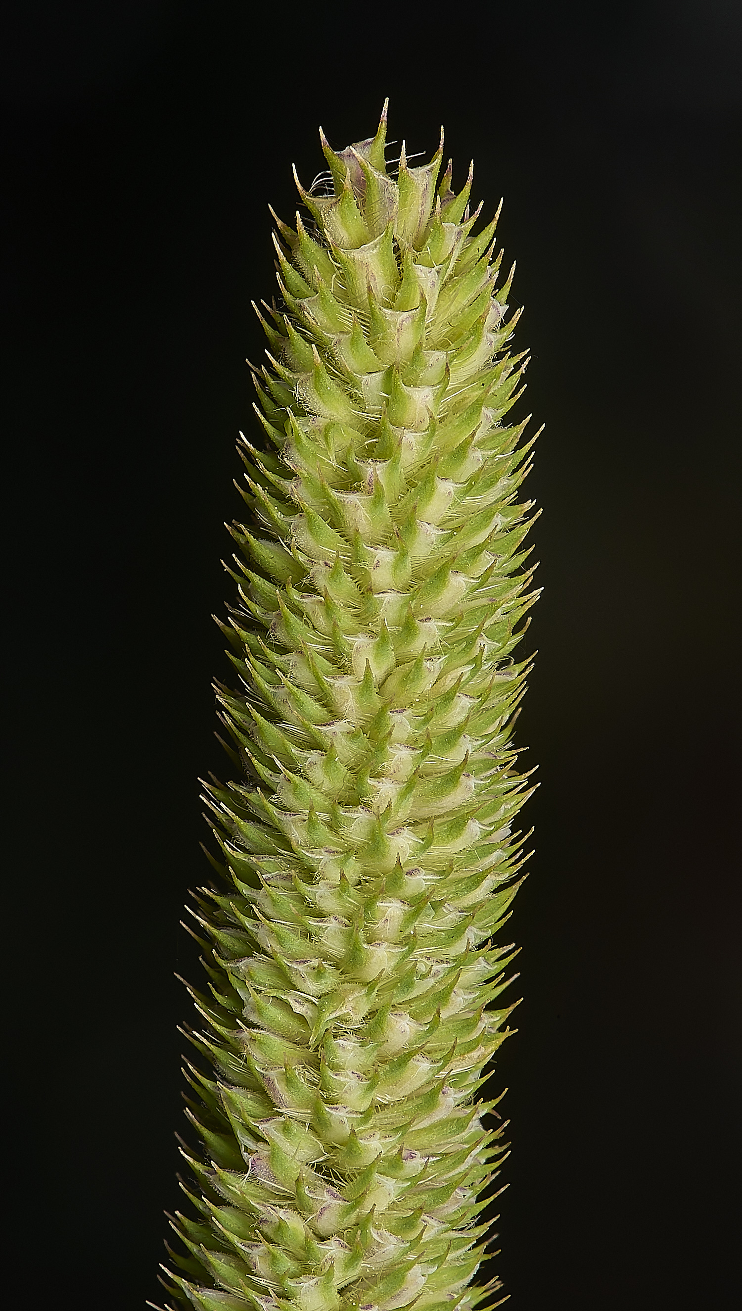 SweetBriarMarshMeadowFoxtail110724-1-NEF-