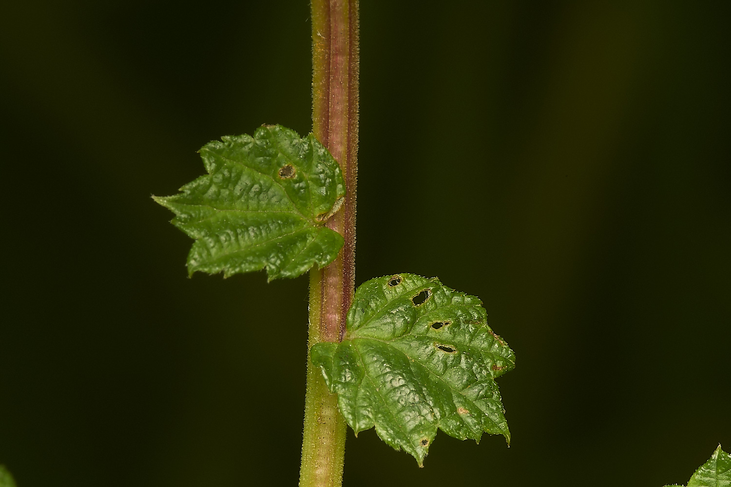 SweetBriarMarshMeadowsweet110724-1