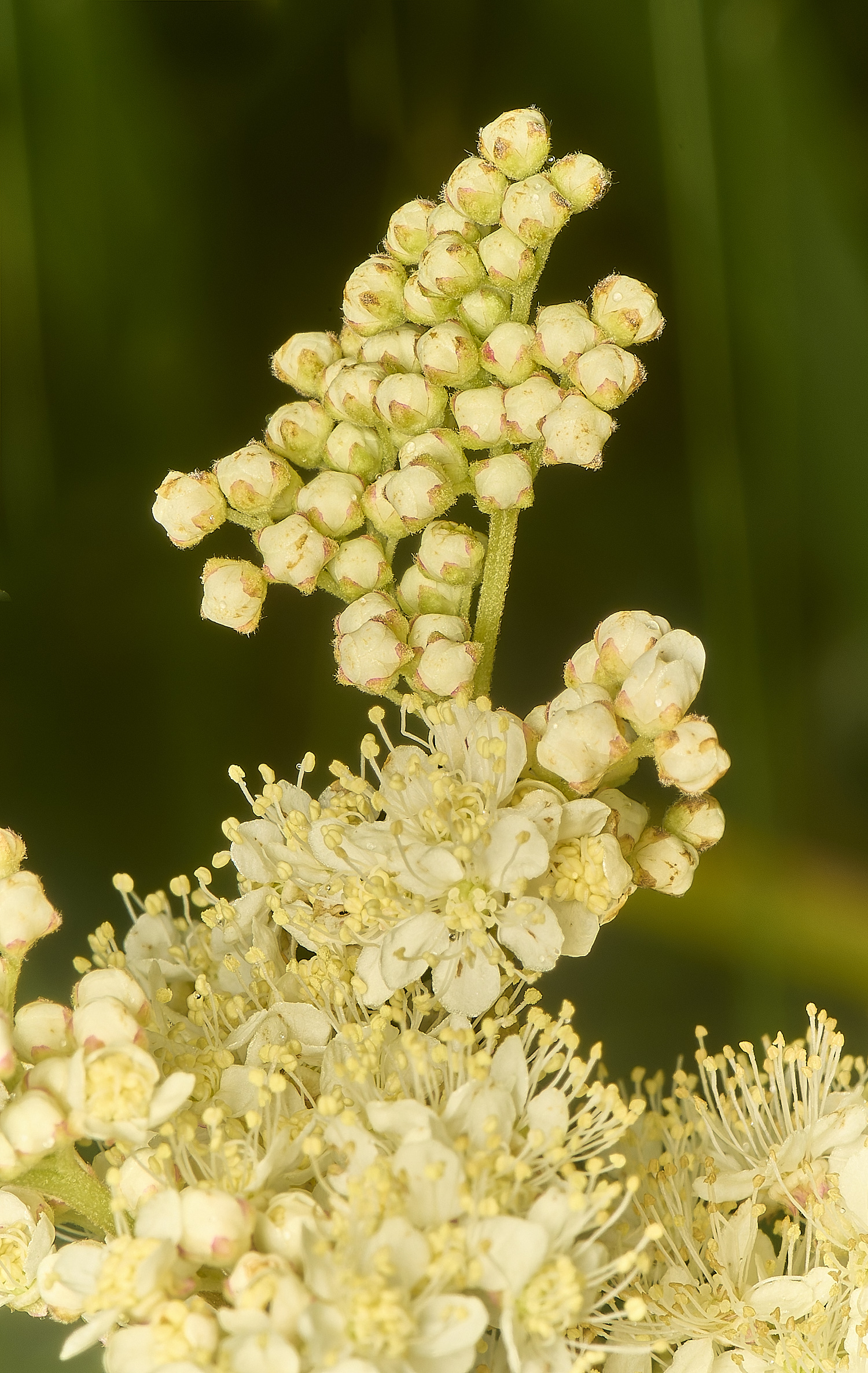 SweetBriarMarshMeadowsweet110724-2