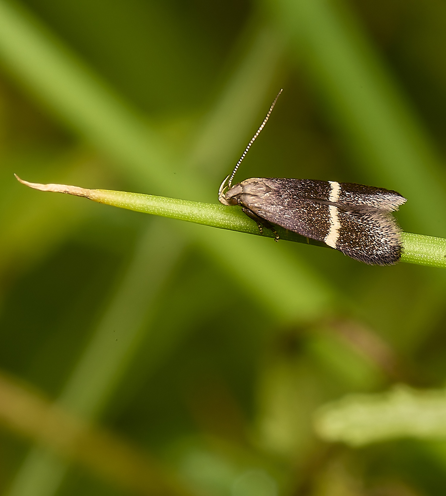 SweetBriarMarshMoth110724-3