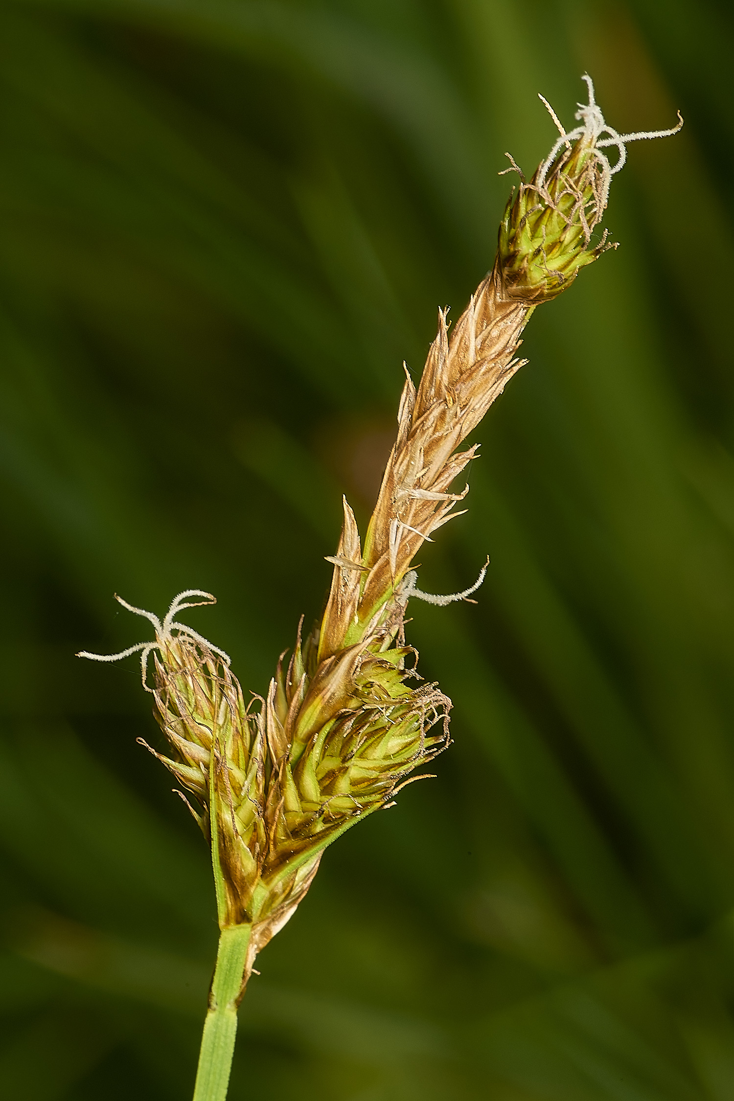 SweetBriarMarshSedge110724-1