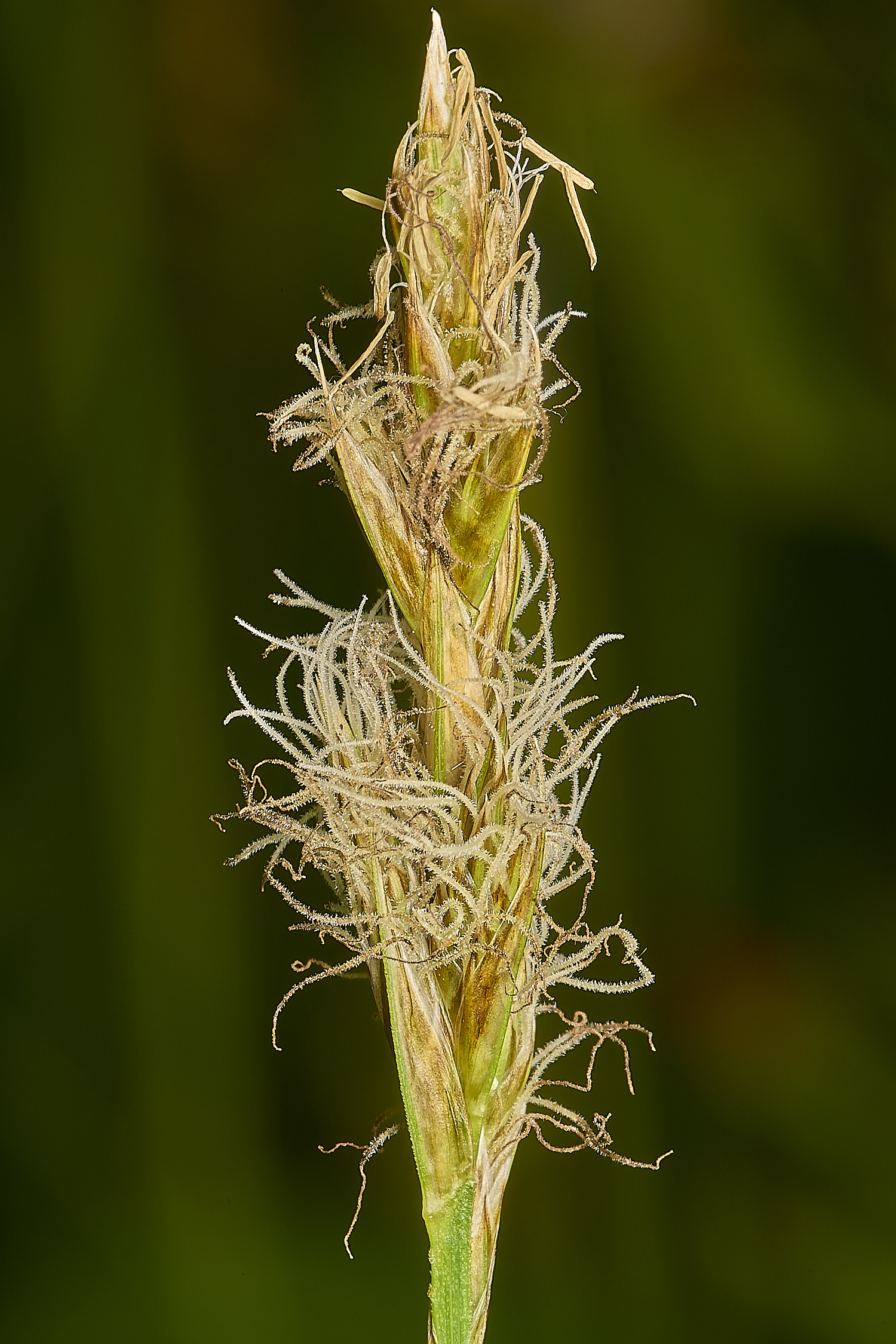 SweetBriarMarshSedge110724-2