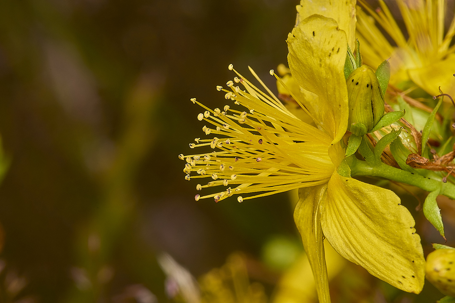 SweetBriarMarshStJohn&#39;sWort110724-3