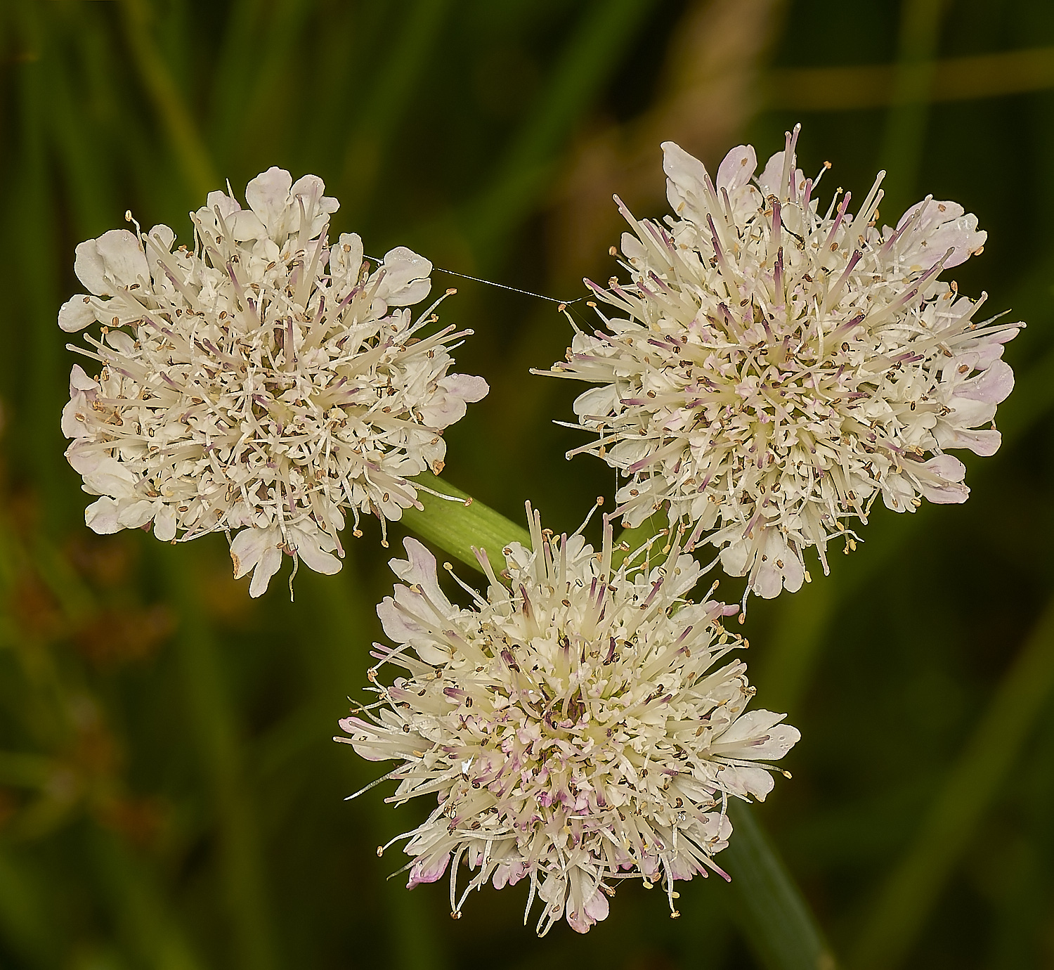 SweetBriarMarshTubularWaterDropwort110724-1