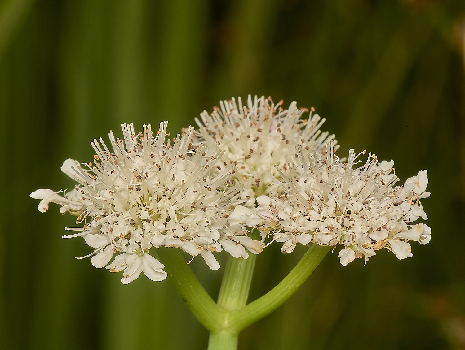 SweetBriarMarshTubularWaterDropwort110724-3