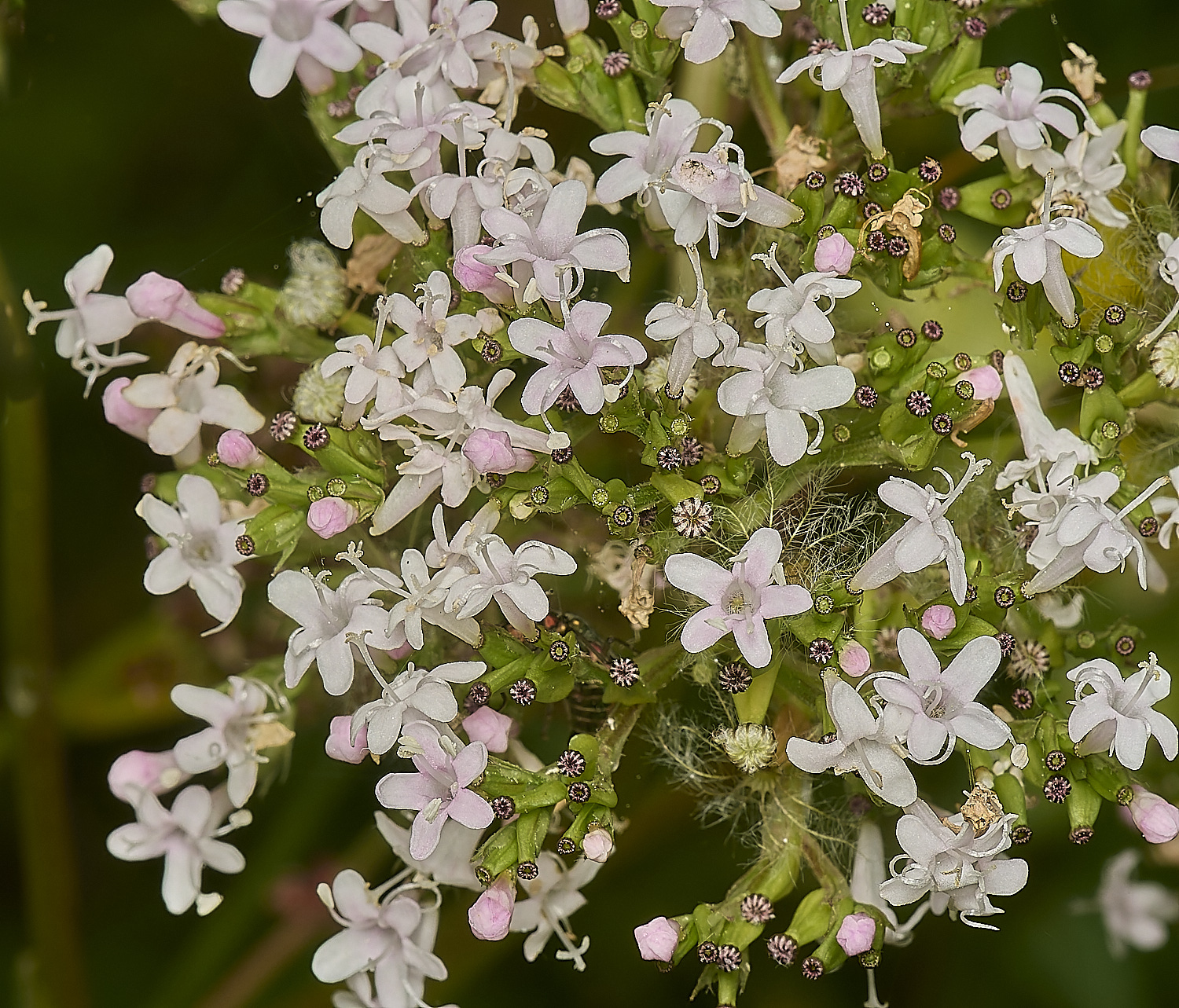 SweetBriarMarshValerian110724-1