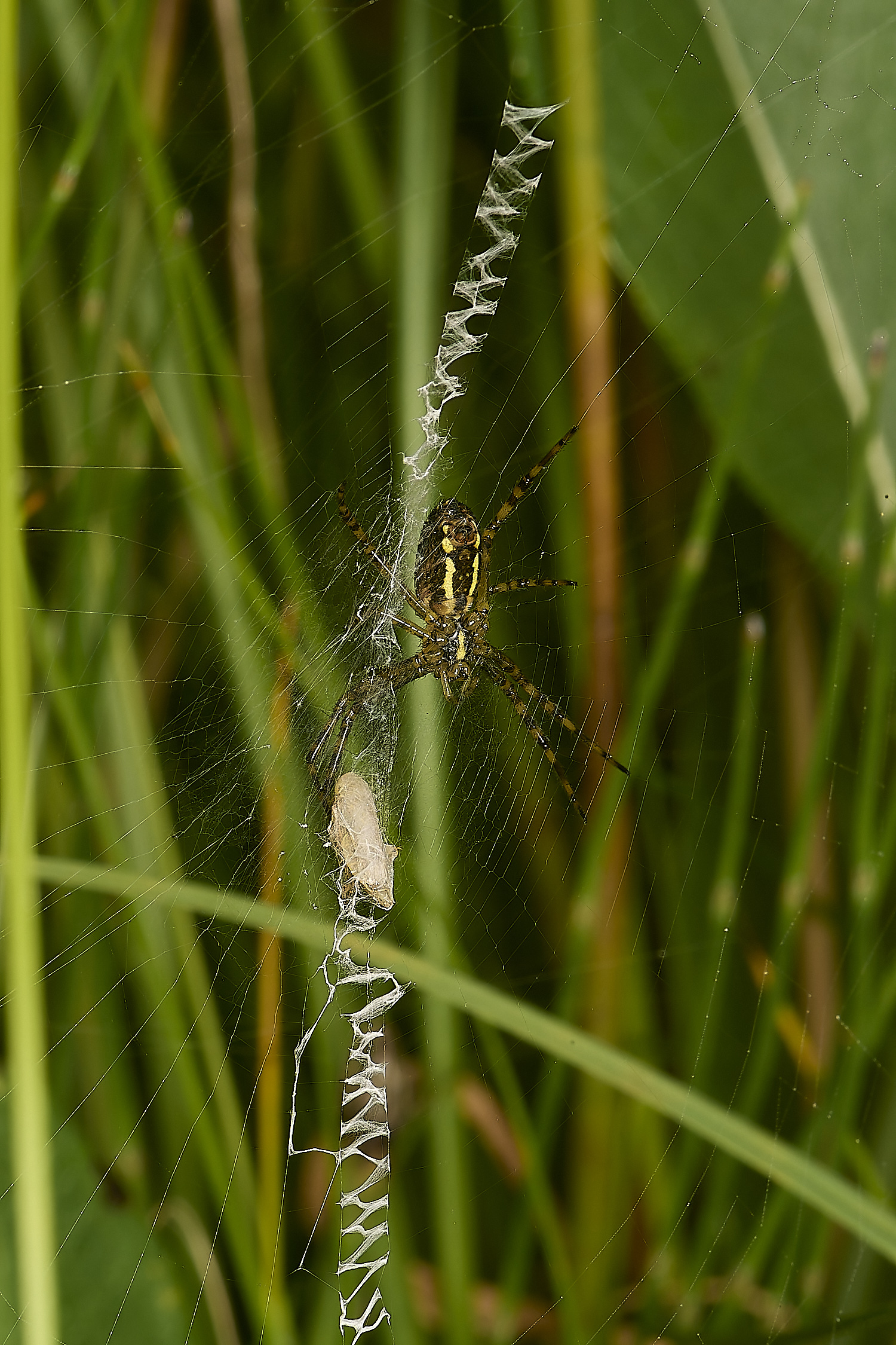 SweetBriarMarshWaspSpider110724-1