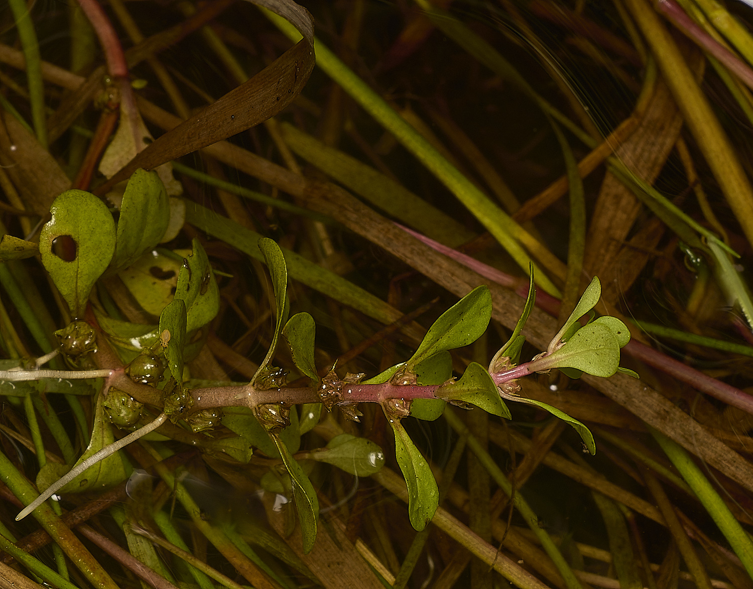 SweetBriarMarshWaterPurslane110724-1