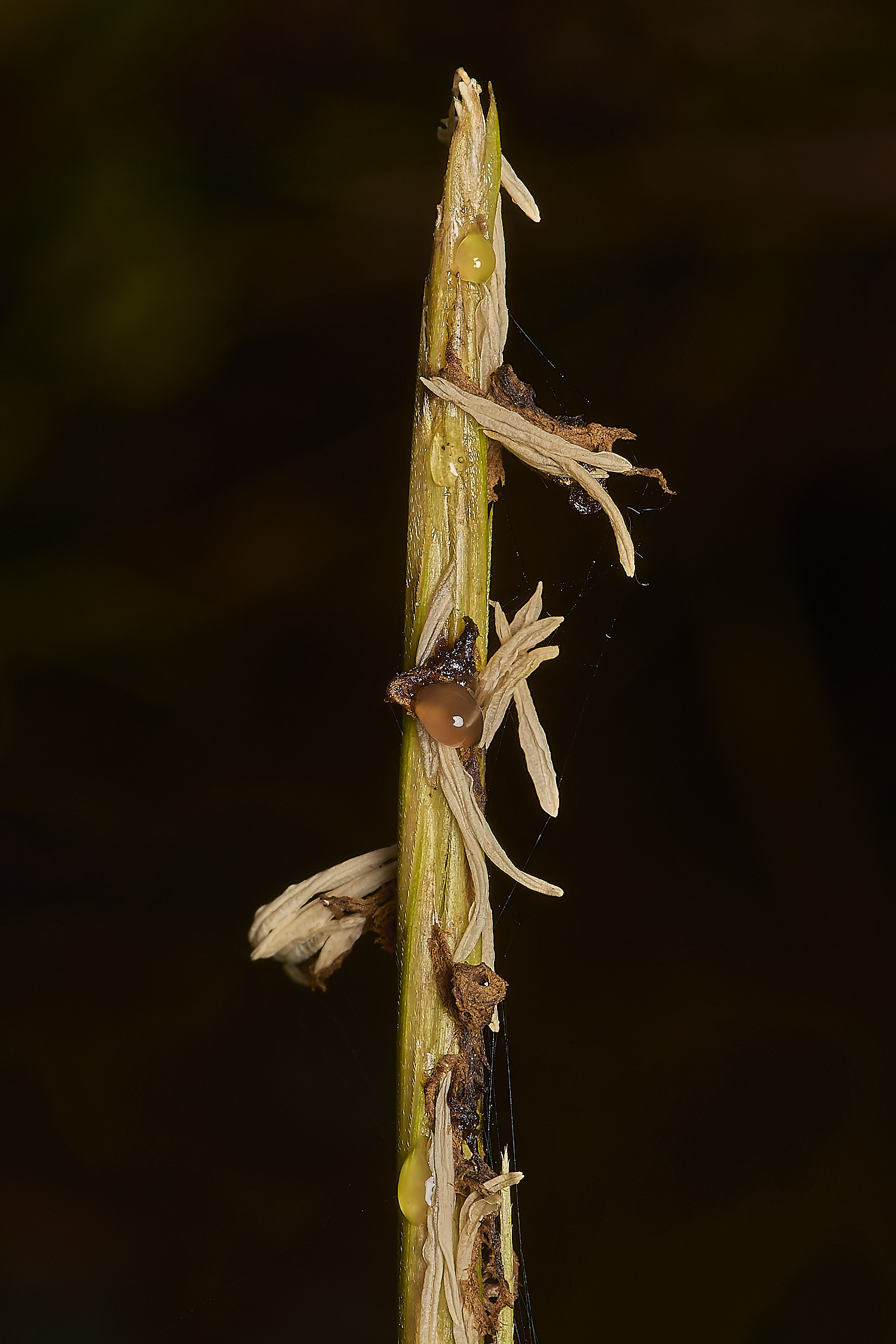 ThornhamGrass290924-3