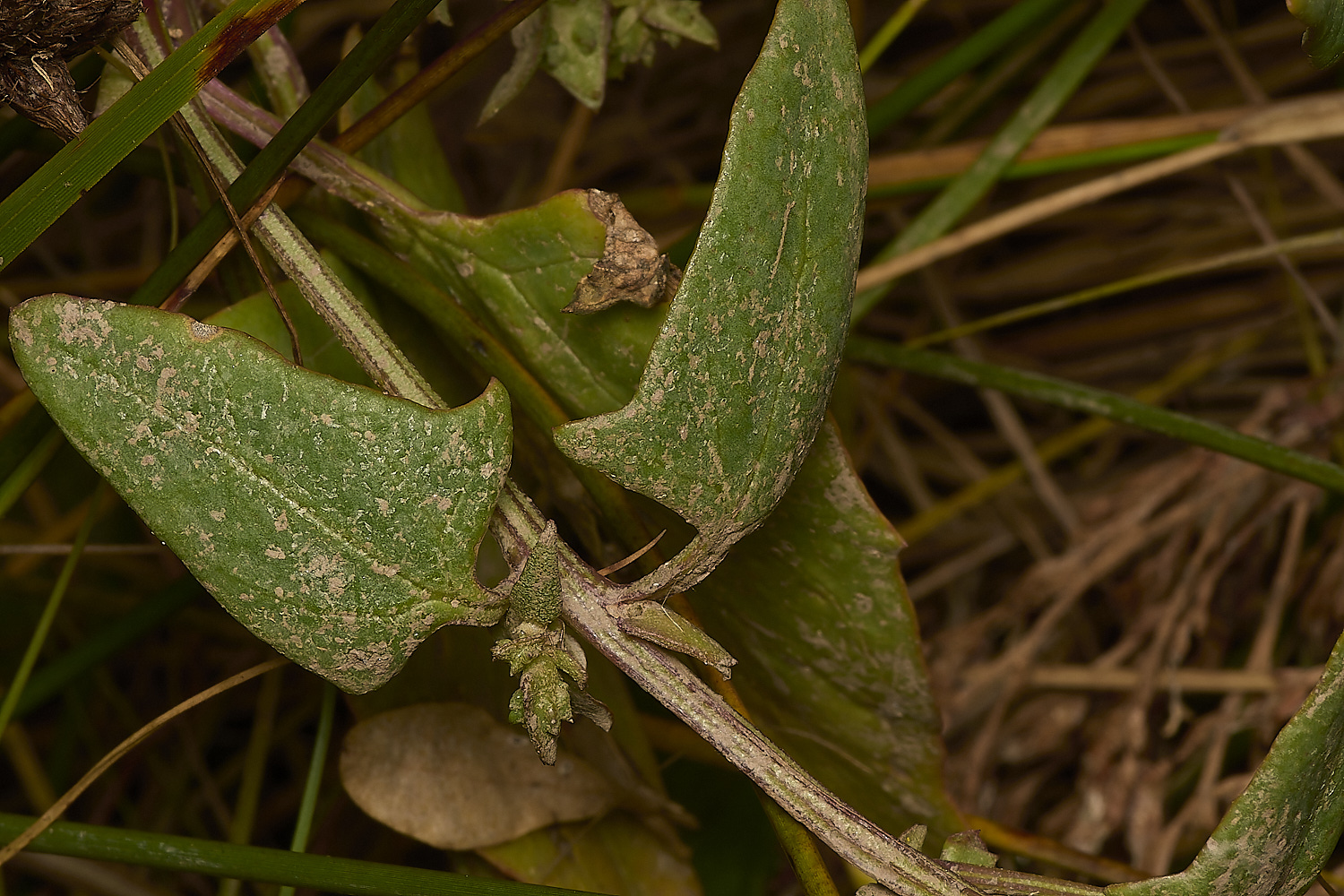 ThornhamOprostrata290924-1