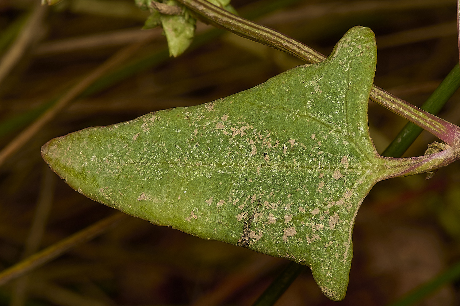 ThornhamOprostrata290924-3