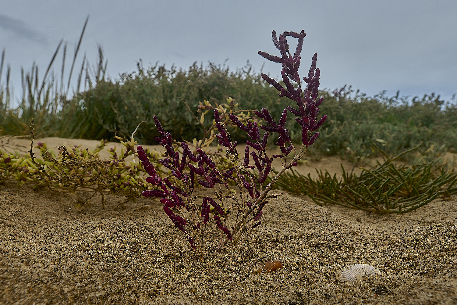 ThornhamPurpleGlasswort290924-1