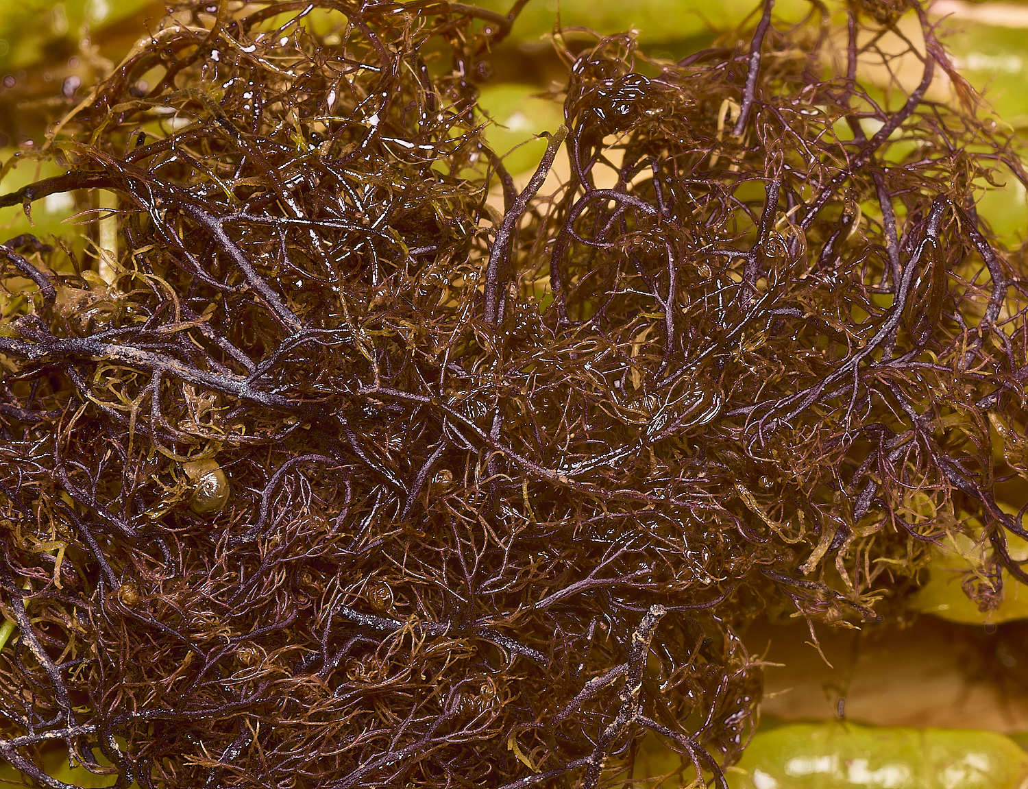 ThornhamSeaweed290924-1