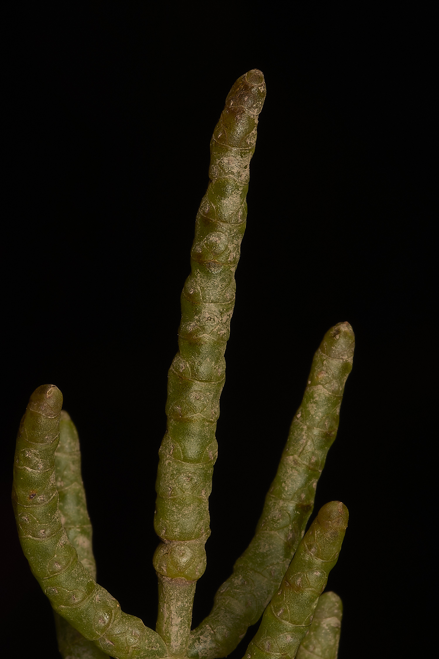 ThornhamSfragilis290924-1