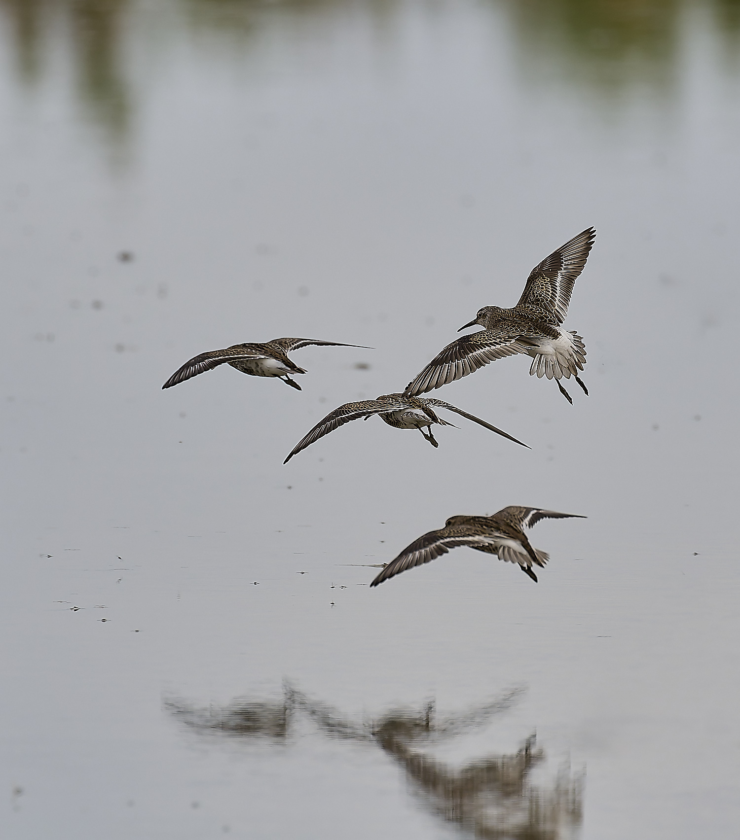 TitchwellCurlewSandpiper040924-0-NEF-