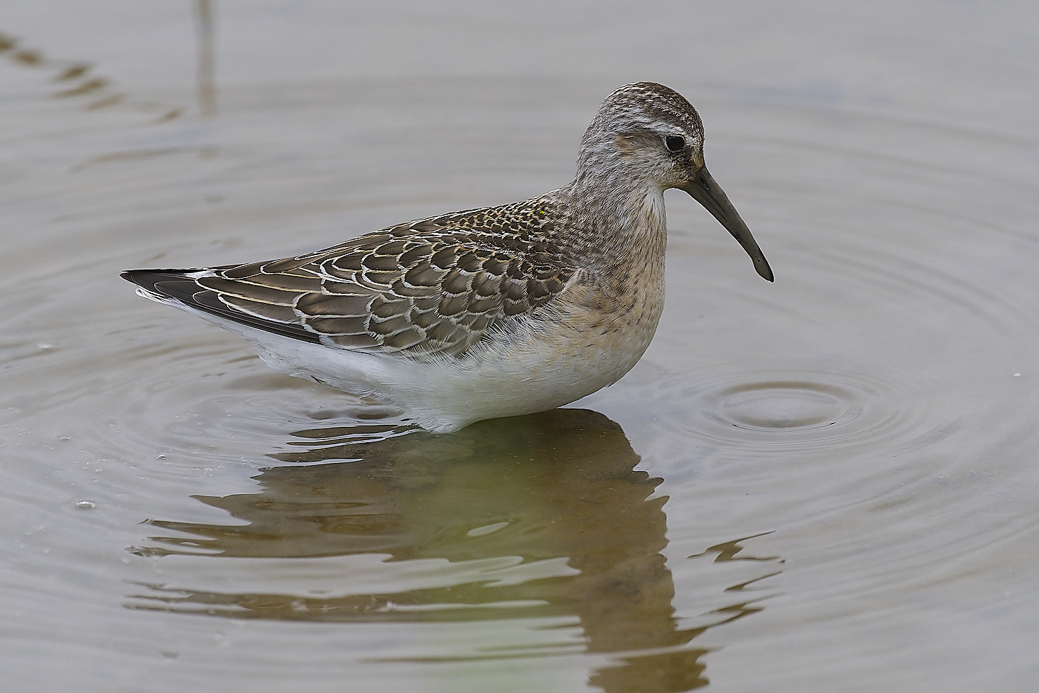 TitchwellCurlewSandpiper040924-1-NEF-