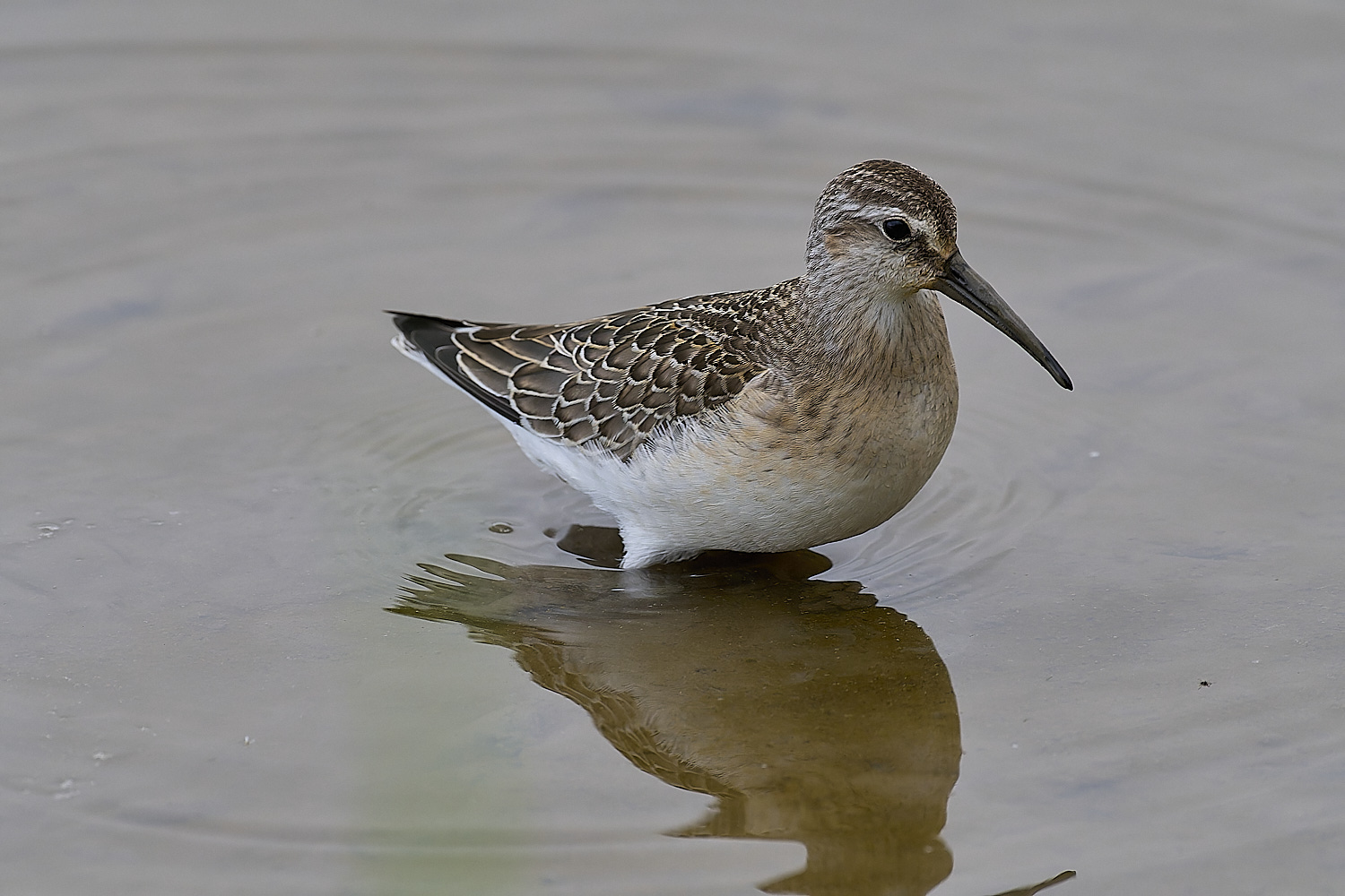 TitchwellCurlewSandpiper040924-2-NEF-