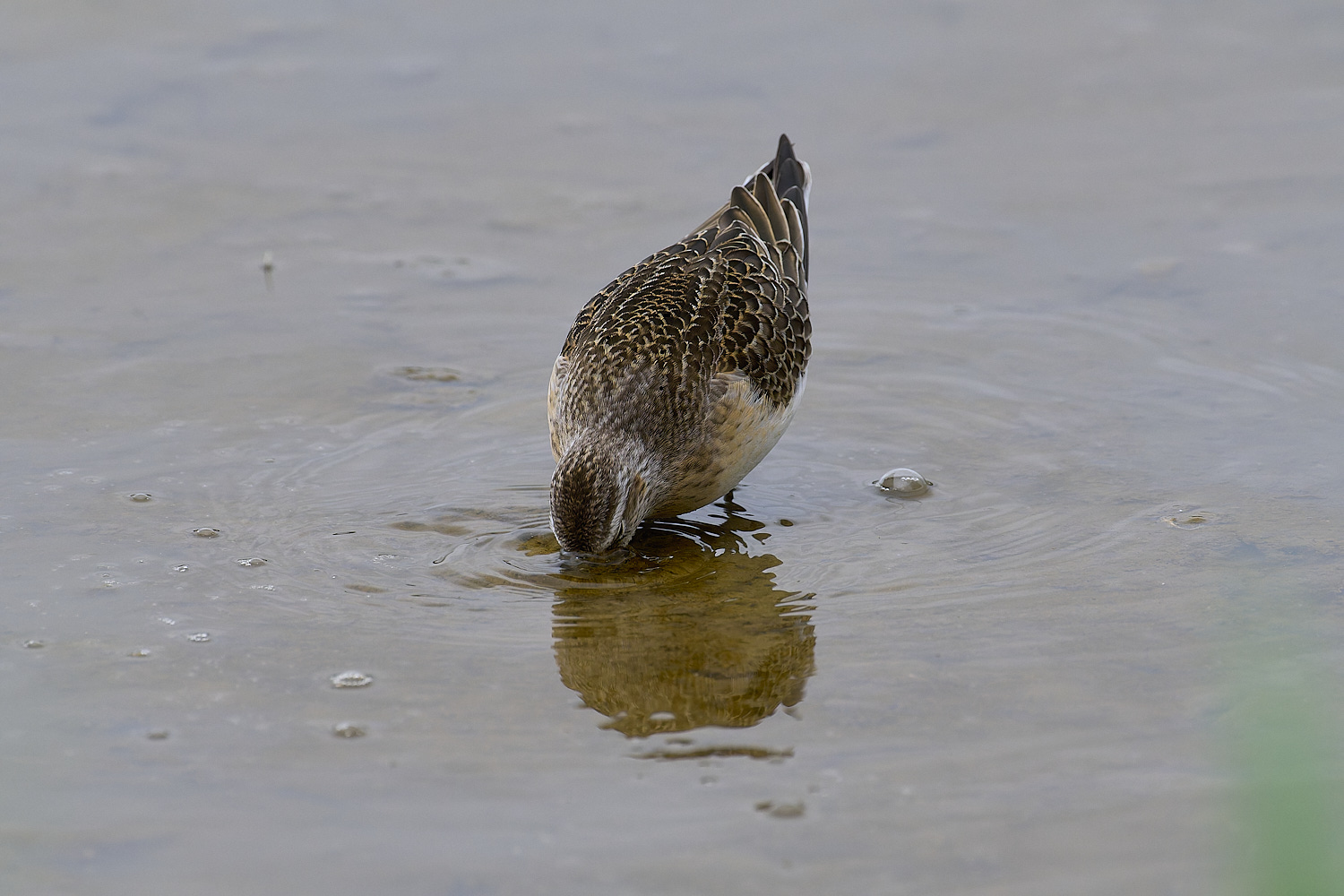 TitchwellCurlewSandpiper040924-4-NEF-