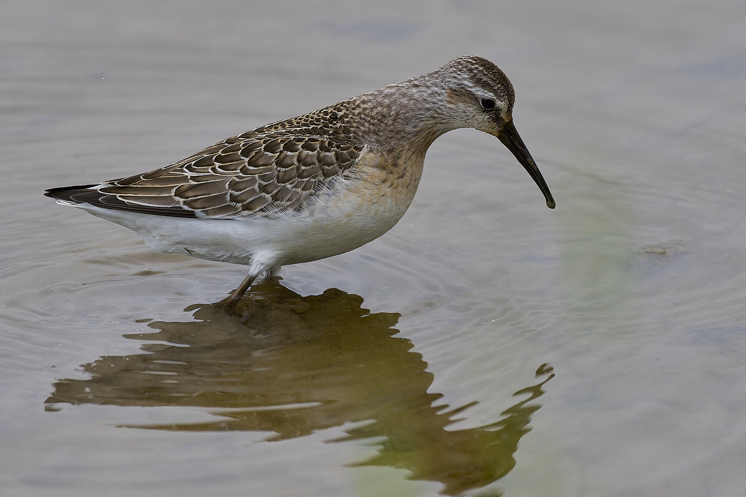 TitchwellCurlewSandpiper040924-6-NEF-