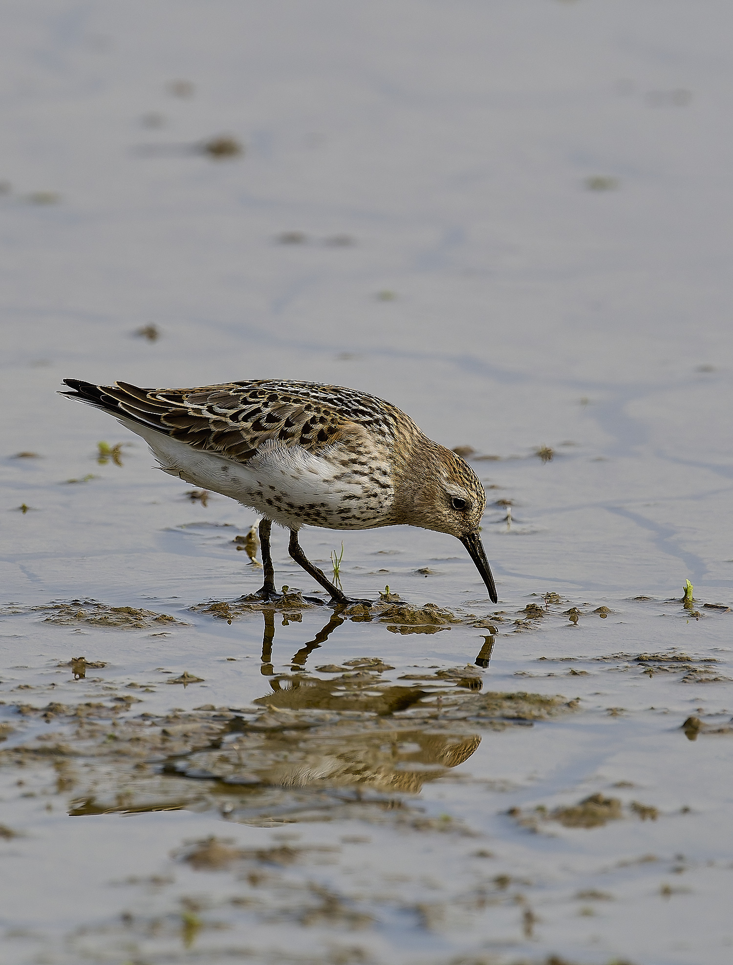 TitchwellDunlin040924-2-NEF-