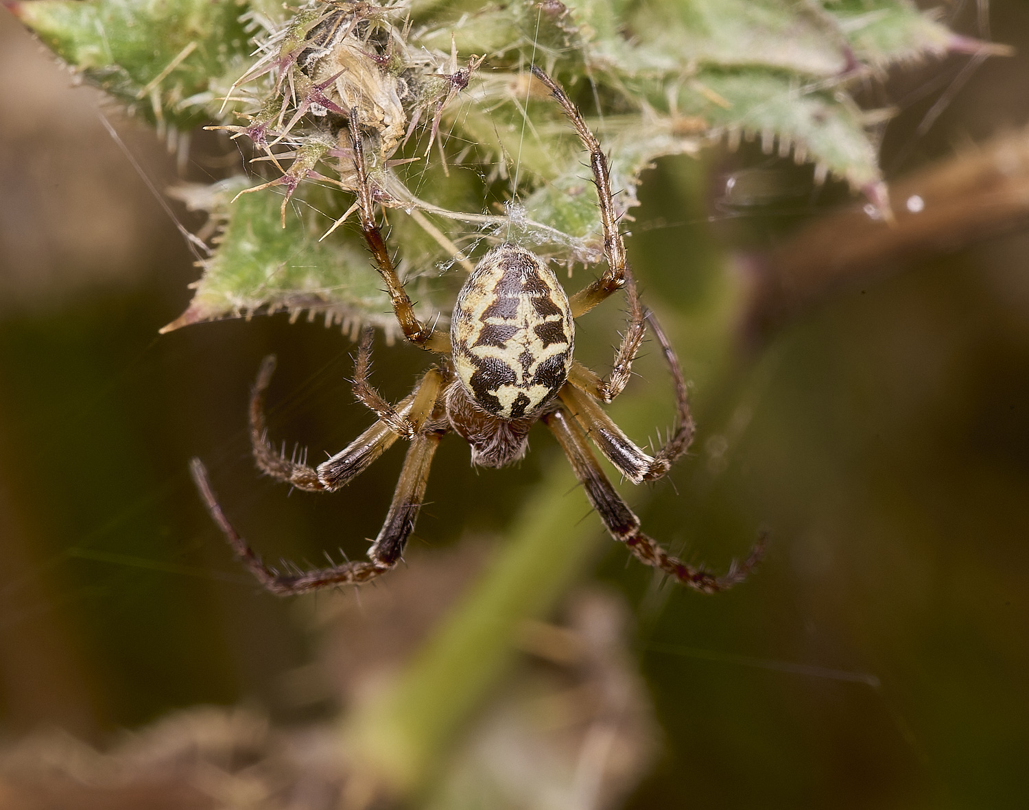 TitchwellSpider040924-3-NEF-