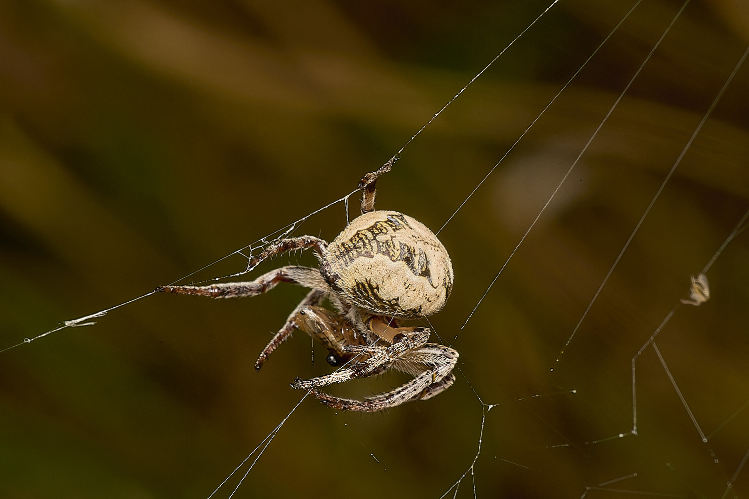 TitchwellSpider2040924-3-NEF-