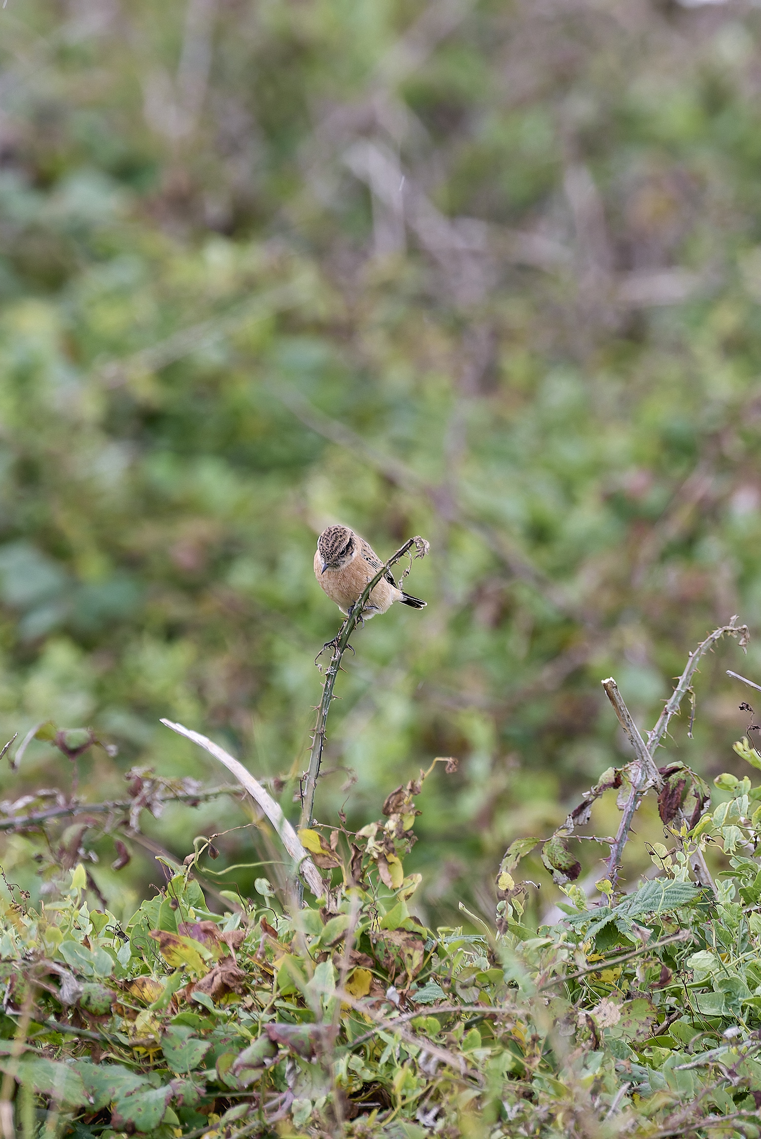 WeybourneEasternStonechat260924-10-NEF- 1