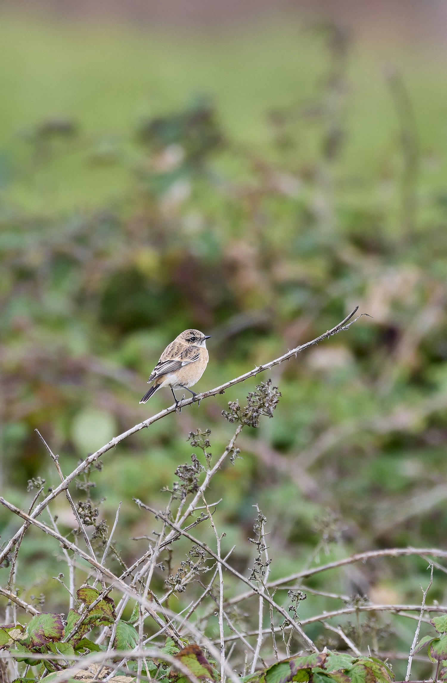 WeybourneEasternStonechat260924-12-NEF- 1