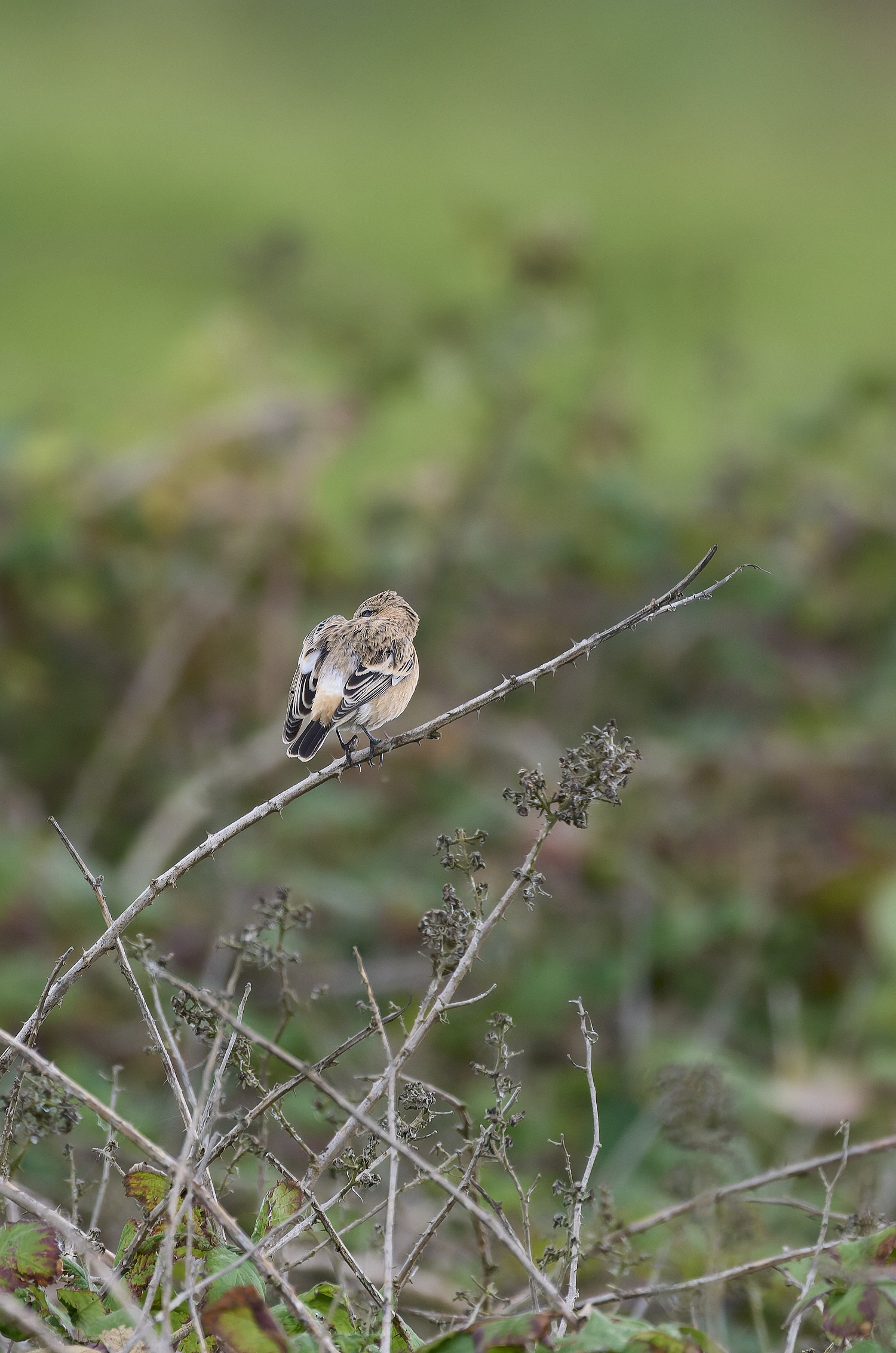 WeybourneEasternStonechat260924-13-NEF- 1