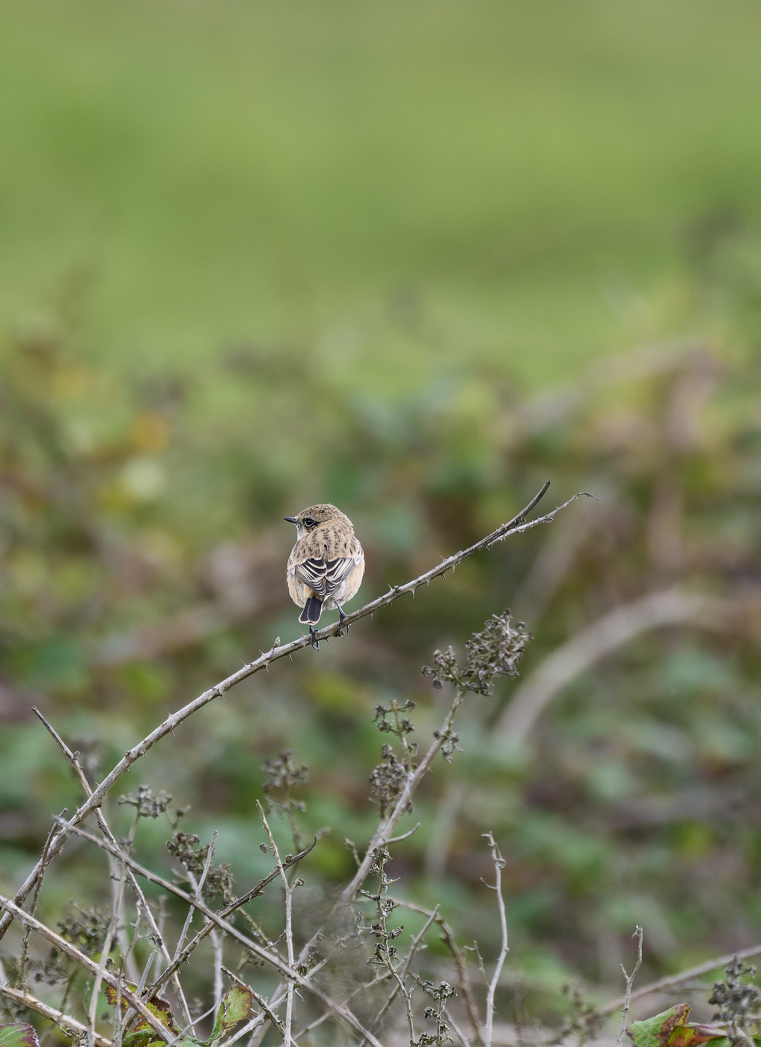 WeybourneEasternStonechat260924-15-NEF- 1