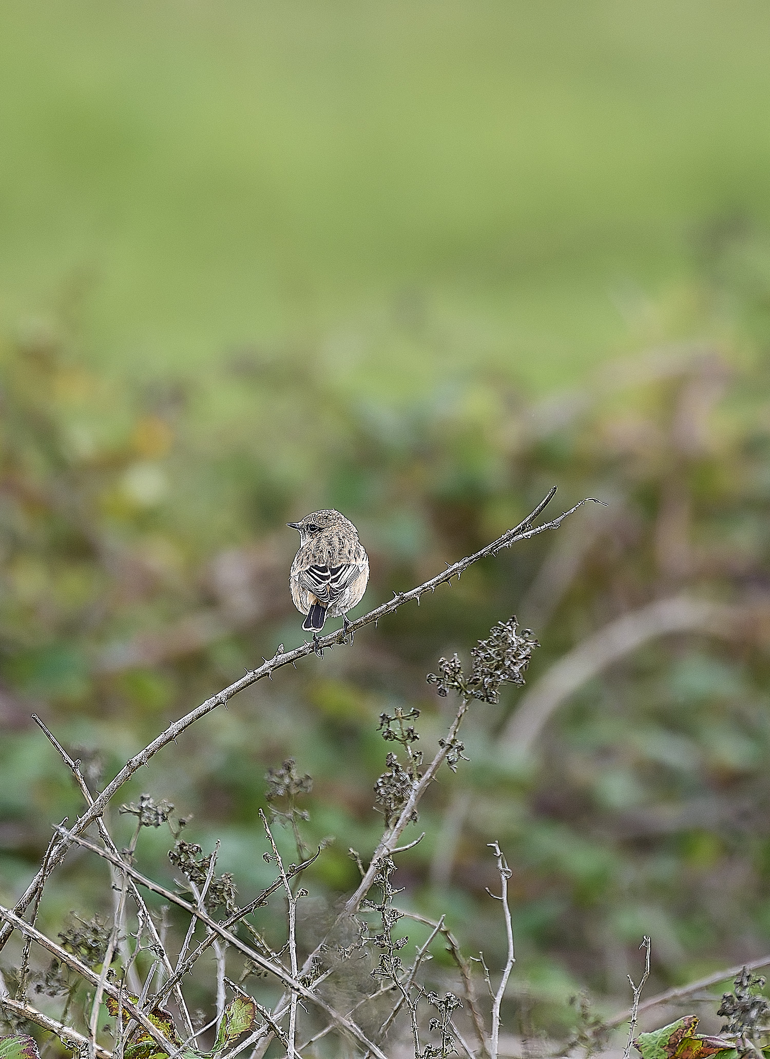 WeybourneEasternStonechat260924-15-NEF-