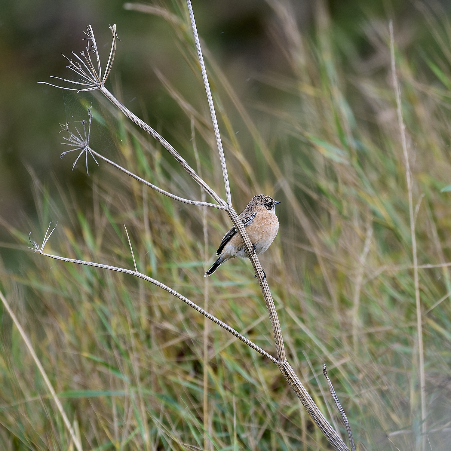 WeybourneEasternStonechat260924-2-NEF- 1