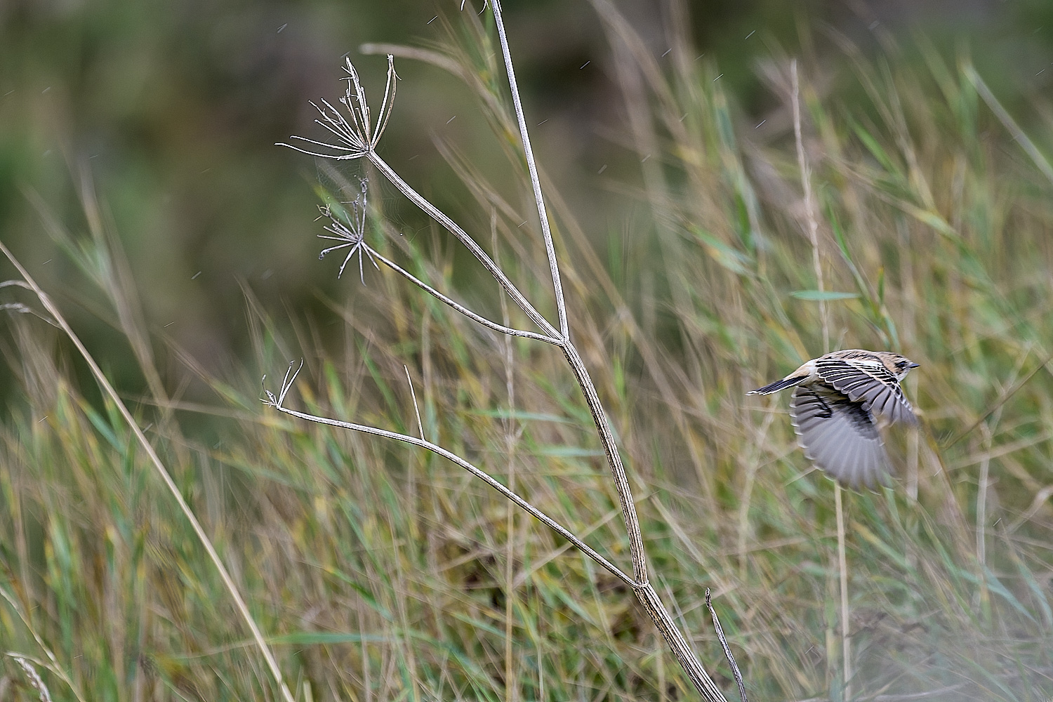 WeybourneEasternStonechat260924-3-NEF- 1