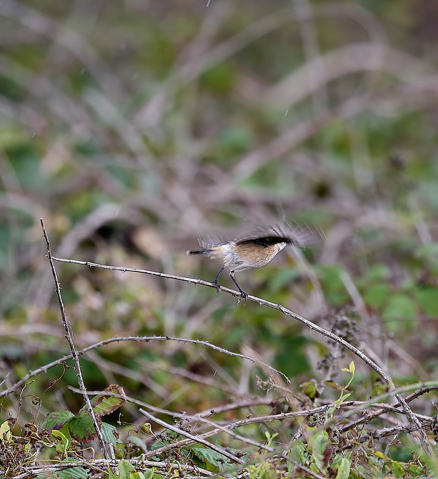 WeybourneEasternStonechat260924-4-NEF- 1