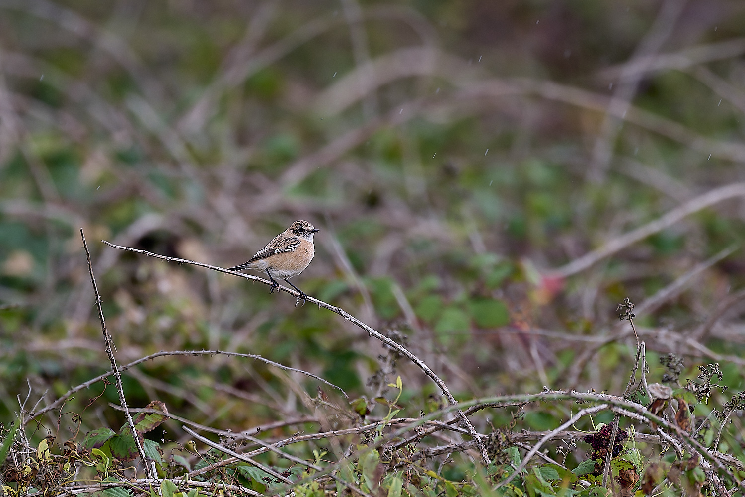 WeybourneEasternStonechat260924-5-NEF- 1