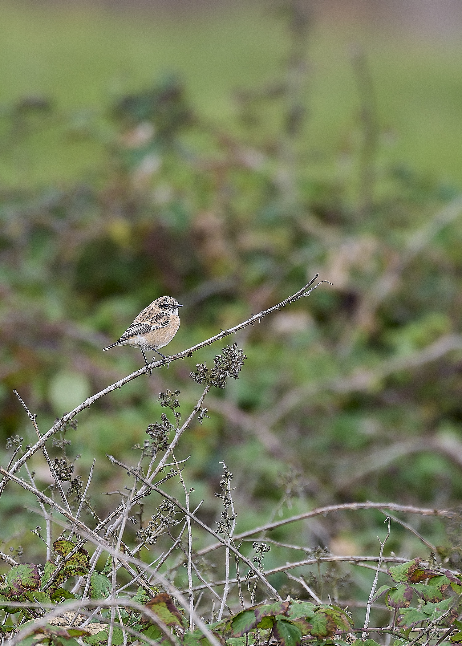 WeybourneEasternStonechat260924-8-NEF- 1