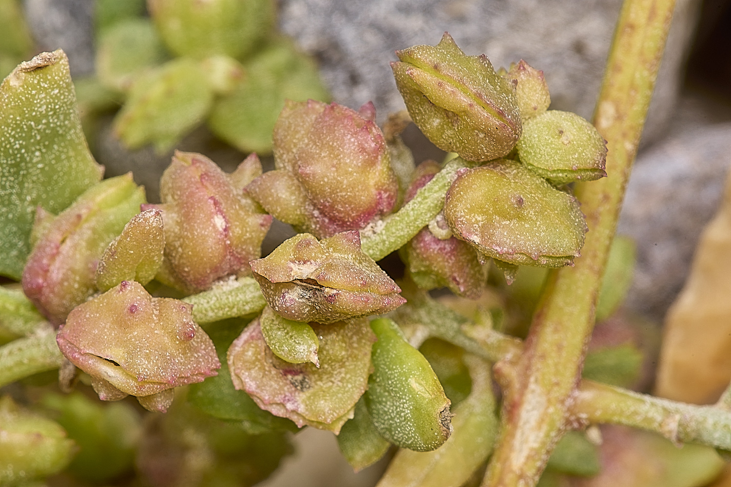 WeybournePlant260924-3