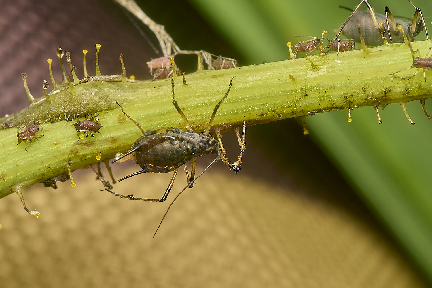 WeybournePotatoaphid260924-2 1