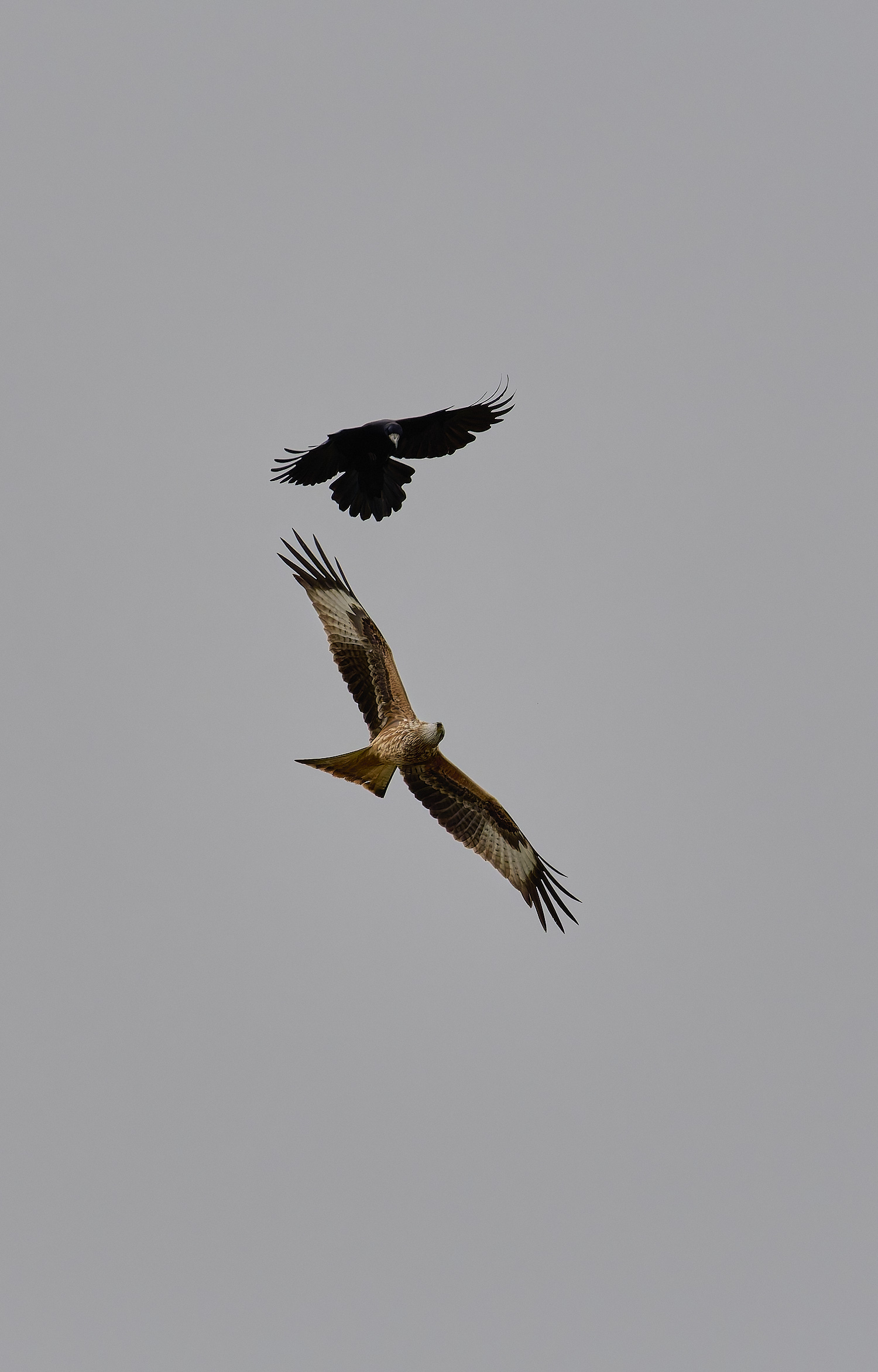 WeybourneRedKite260924-2-NEF- 1