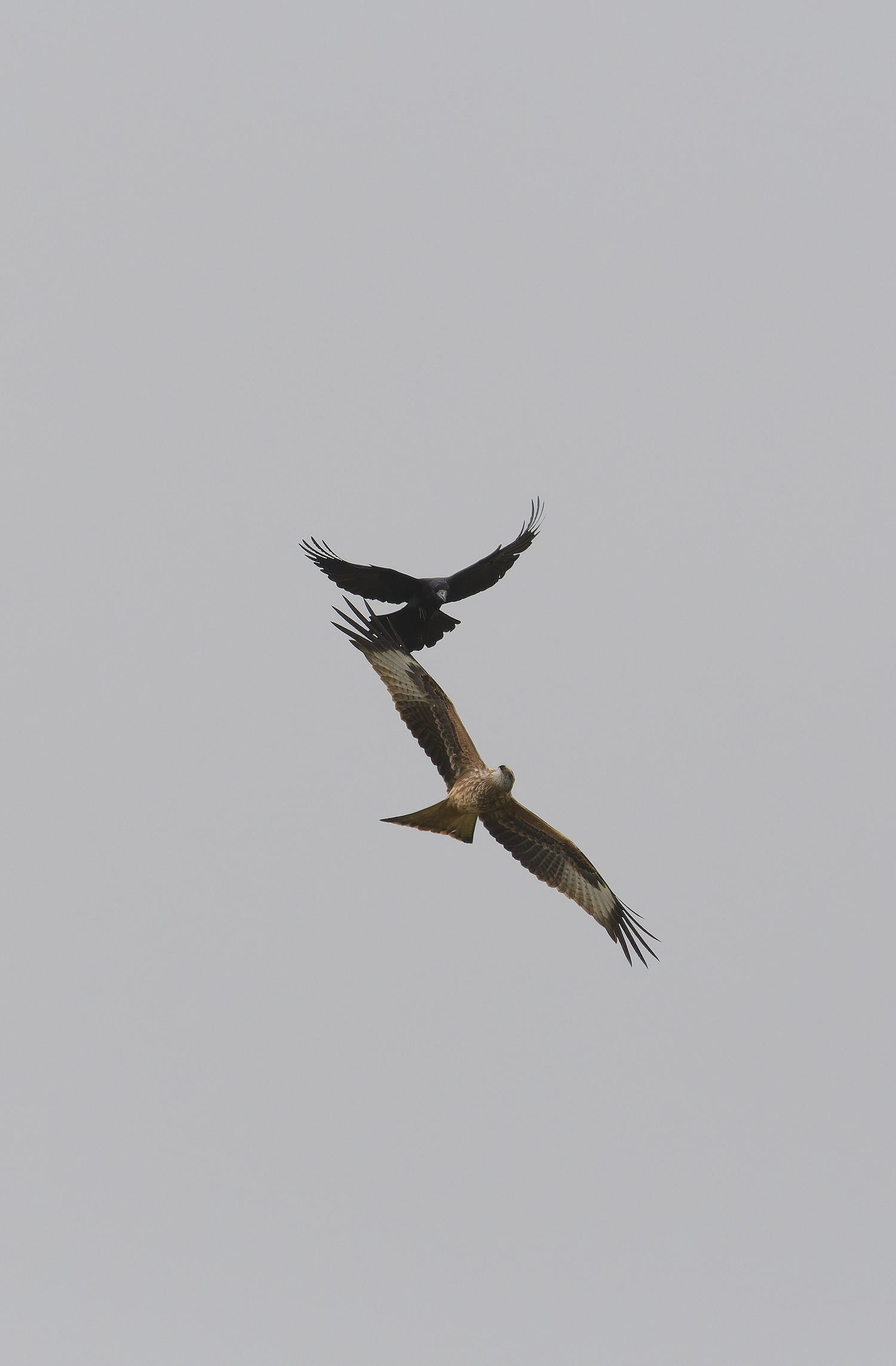 WeybourneRedKite260924-3-NEF- 1