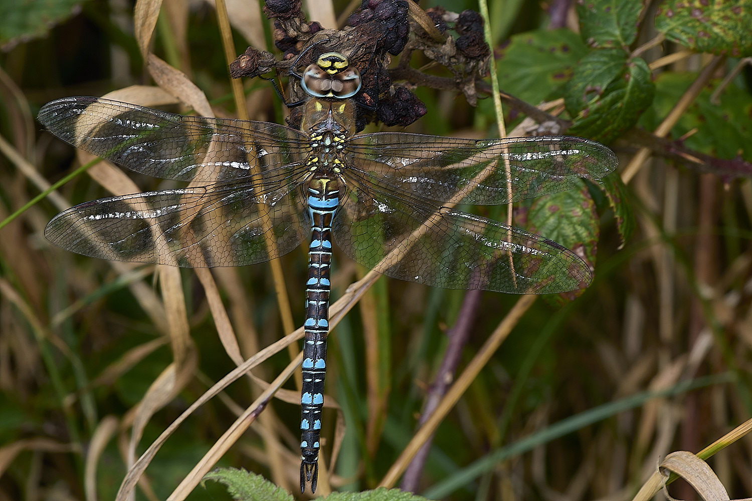 WeybourneSoutherenHawker260924-1