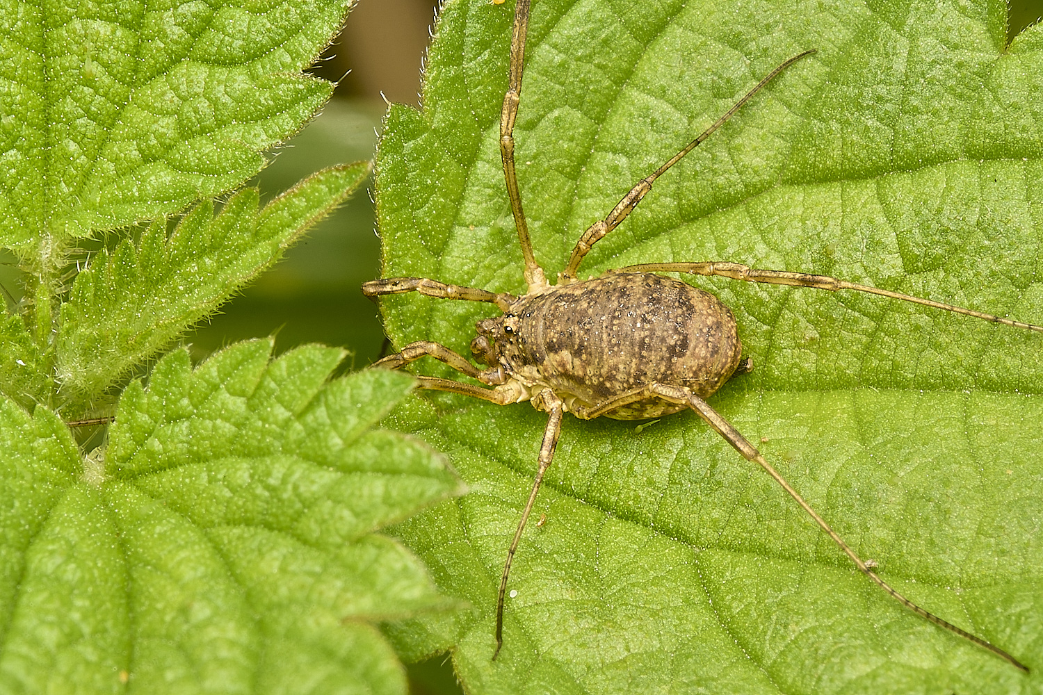 WheatfenHarvestmen190924-1