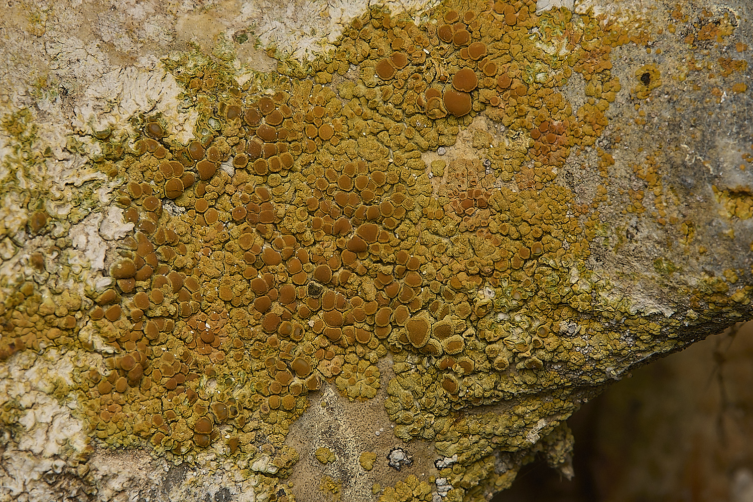 WickhamptonLichen10160724-1